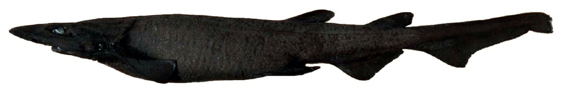 Apristurus melanoasper010.jpg